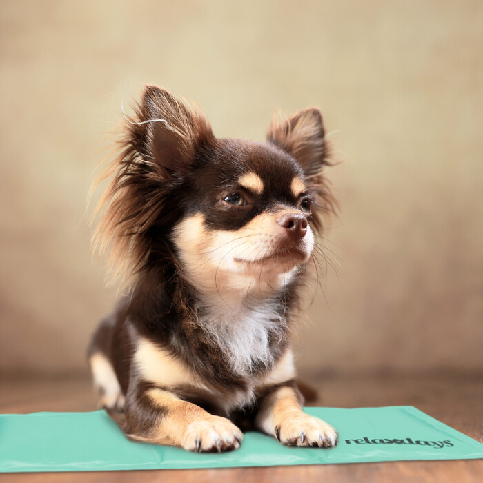 Relaxdays Türkise Kühlmatte für Hunde