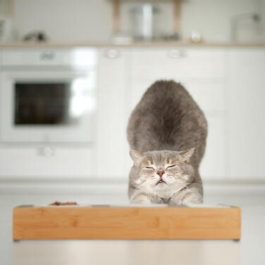 Relaxdays Katzen Futterstation & Katzengras Schale
