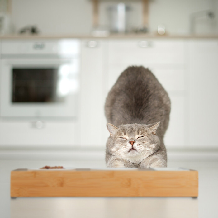 Relaxdays Katzen Futterstation & Katzengras Schale